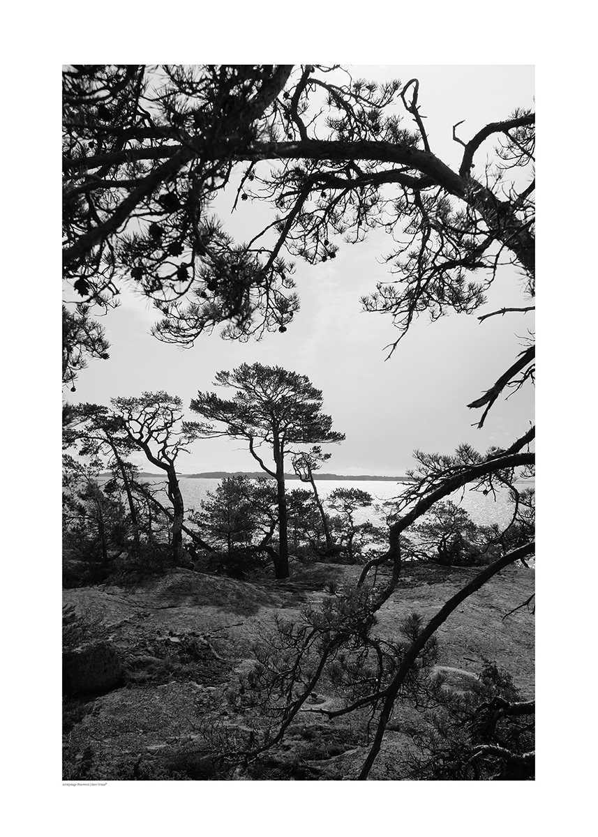 Archipelago Pinewood Juliste - Image 2